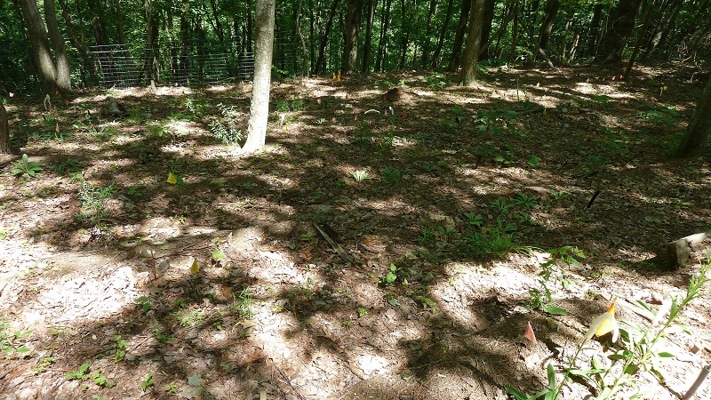 Forest farm in the shade of the trees