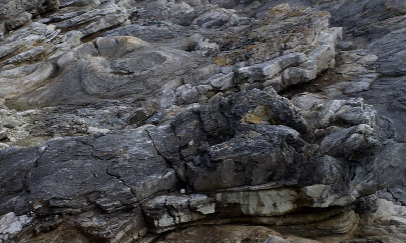 Fossil Forest