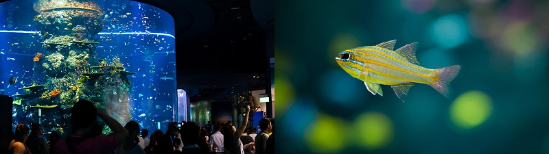 S.E.A. Aquarium Singapore