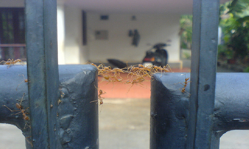 Ants make a bridge to go from one side to the other