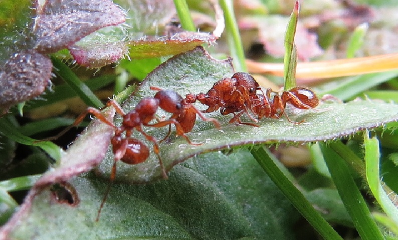 Two ants trying to carry away a third one