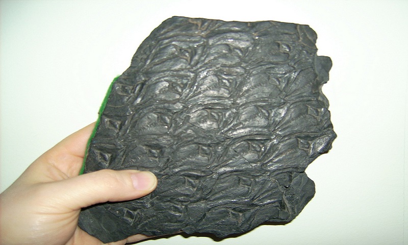 Virtual Fossils are replicas of original fossils. They can be bigger or smaller in size and can be touched for closer observation. Image Credit: Museum Girl Sarah, via cc