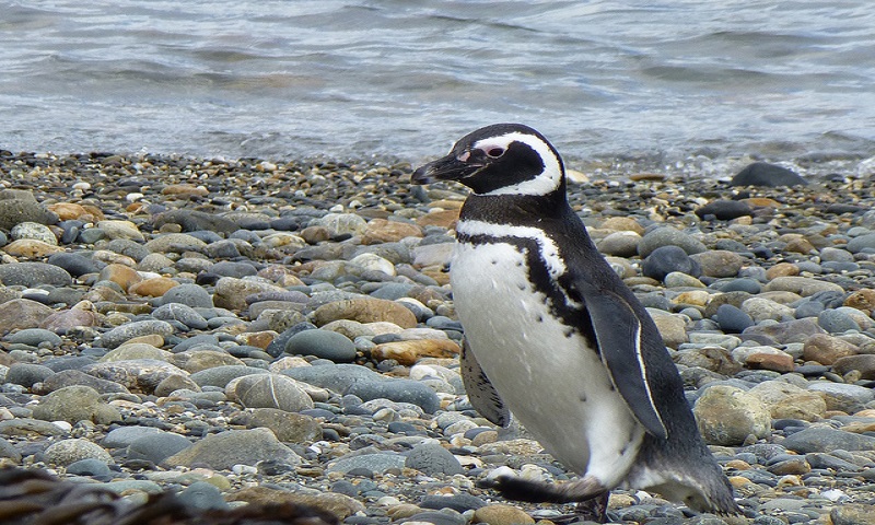 A Magellanic Penguin on the beach, Image Credit: Flickr User NASA Goddard Photo and Video, via CC