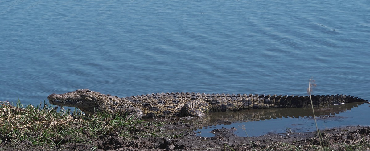 Nile Crocodile