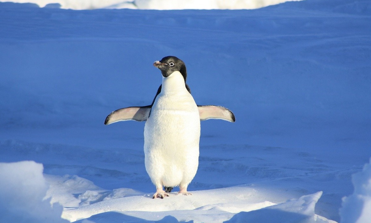 Penguin