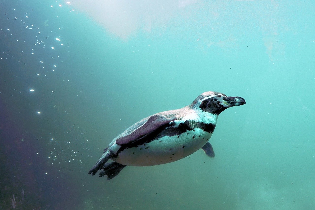 A penguin swimming underwater